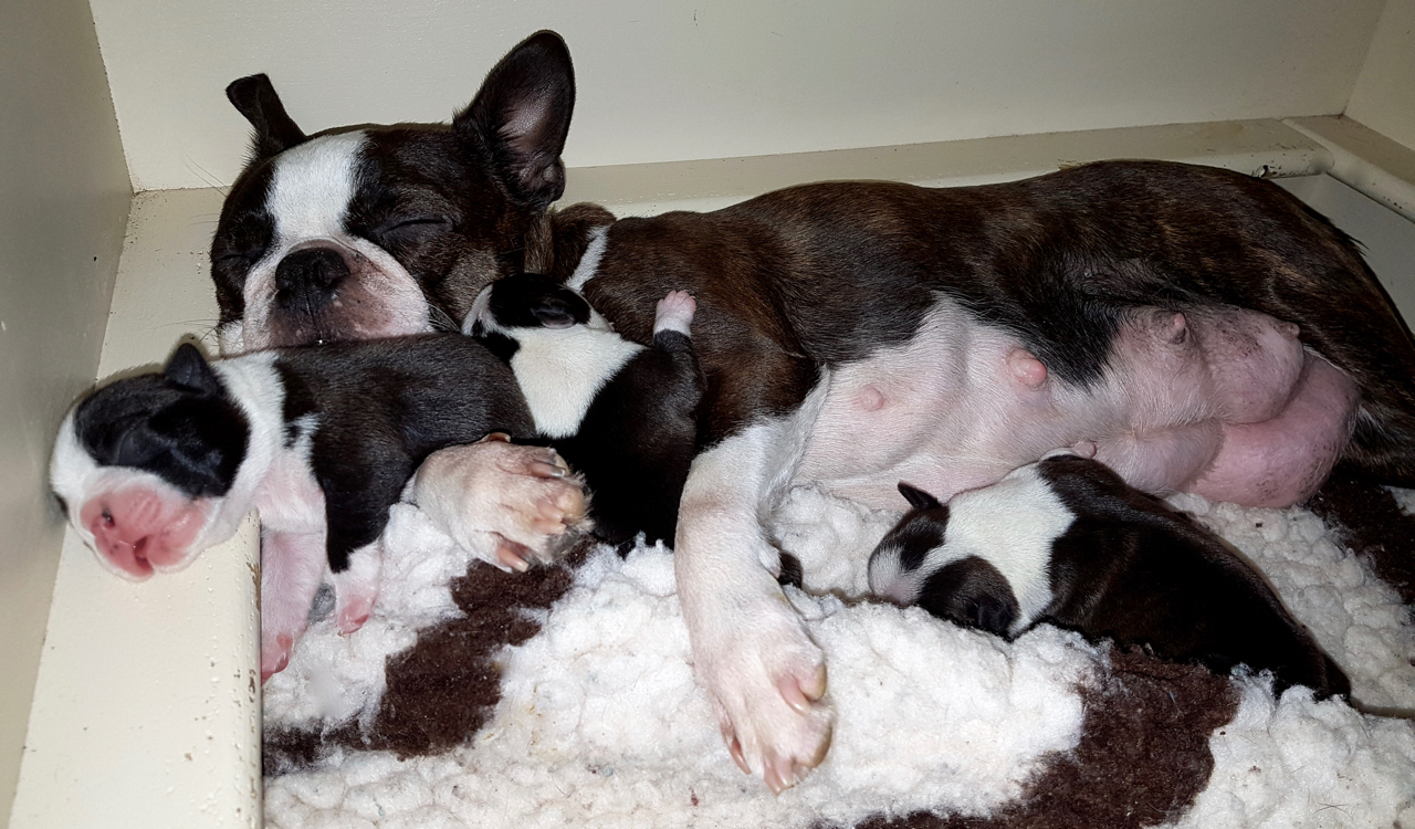 Brenda schlafend mit ihren vier Jungs